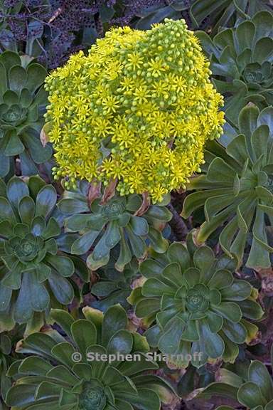 aeonium arboreum var holochrysum 1 graphic